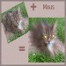 katz u maus