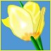 tulpe