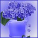 hortensie