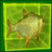 fisch aqua