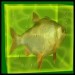 fisch kleiner neu