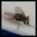 fliege