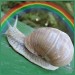 schnecke