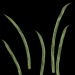 Grasbueschel1