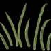 Grasbueschel2