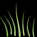 grasbueschel1