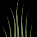 grasbueschel3