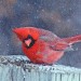 Cardinal in the Snow