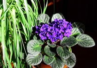 Platz 2 im Fotowettbewerb der GIMP-Werkstatt