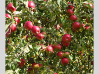 Foto-Wettbewerb im Oktober in der GIMP-Werkstatt Platz 2 von Schimmeline