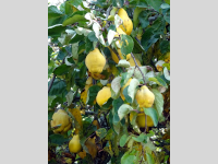 Foto-Wettbewerb im Oktober in der GIMP-Werkstatt Platz 2 von Schimmeline