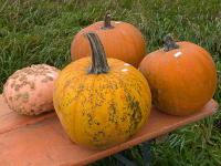 Foto-Wettbewerb im Oktober in der GIMP-Werkstatt Platz 3 von Enzo Lambrusco