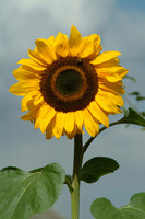 sonnenblume.jpg