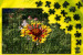 puzzlebild
