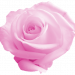 Blume1_ava